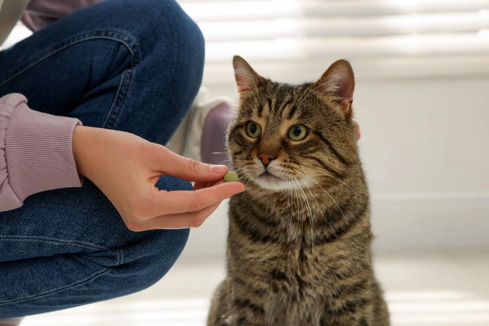 How to Use Gadgets to Help Give Your Cat a Pill