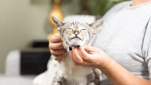 how to give a cat a pill